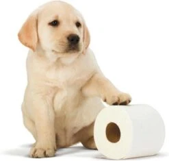 Scottex Toiletpapier - Kussenzacht Design Wc Papier - 84 Rollen 10 Scottex Toiletpapier - Kussenzacht Design Wc Papier - 84 Rollen -Dagelijkse Benodigdheden Winkel 1200x1142 5